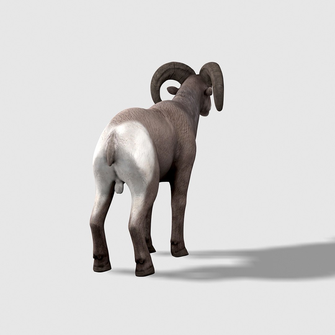 3d model bighorn sheep https://p.turbosquid.com/ts-thumb/wL/LF9LMB/jjH2CIat/bighornsheep03/jpg/1451204025/1920x1080/fit_q87/b1cfa54ff7ecd25cd5927193ae797881e05e97b7/bighornsheep03.jpg