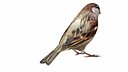 Sparrow