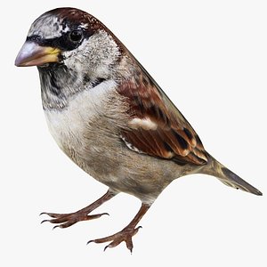 3D Sparrow