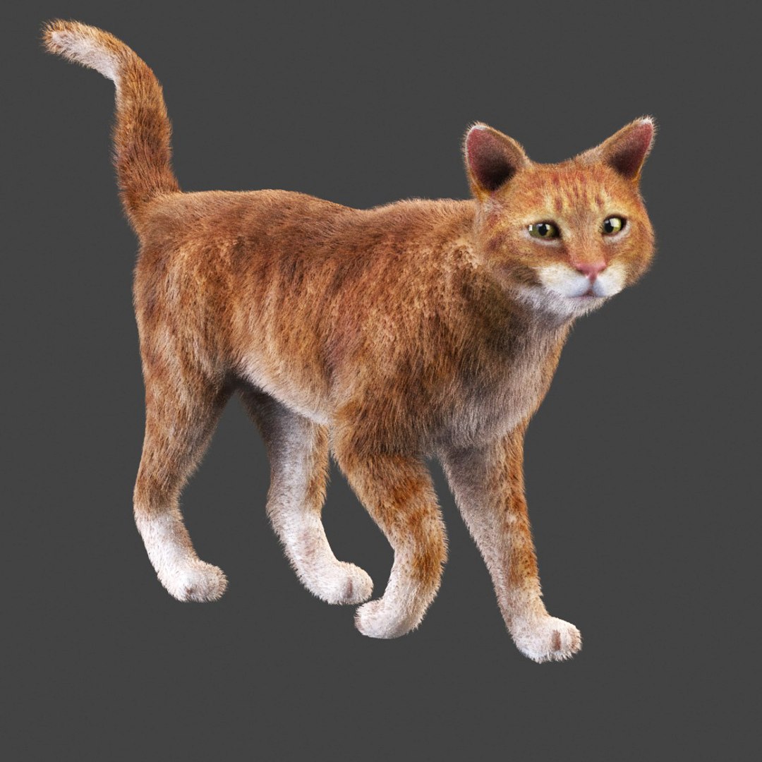 Red Cat Rigged 3d Max