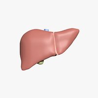 Liver