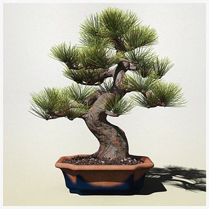 3D Pine Bonsai in Pot model