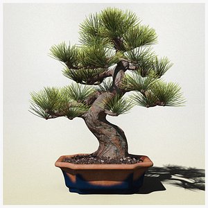 Pine Bonsai in Pot