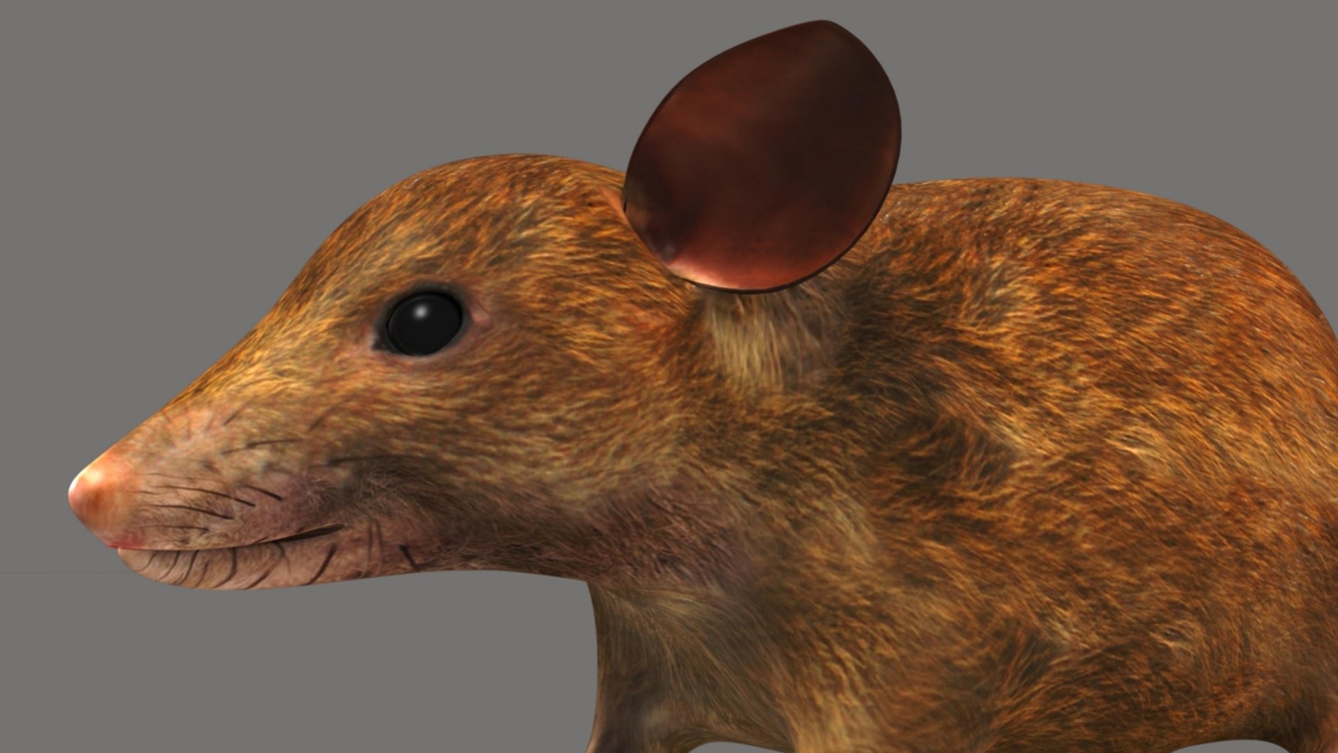mouse mice small model https://p.turbosquid.com/ts-thumb/wL/j3EmPA/LrdbscPe/b1634mouse_6/jpg/1520410013/1920x1080/fit_q87/073887b6a7427d68a907255547722cf445f7b279/b1634mouse_6.jpg