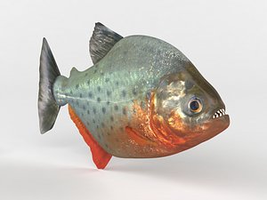 3D piranha modeled model