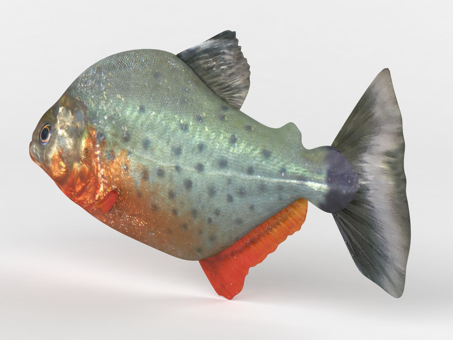 3D piranha modeled model https://p.turbosquid.com/ts-thumb/wL/nqZp1x/kOa5lXI4/010004/png/1540361193/1920x1080/fit_q87/87a971386e69121704d121d15d0ea7e0552c6154/010004.jpg