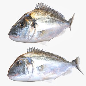 Bream Fish Dorade Royale Nature Fish Flagfish SALMON