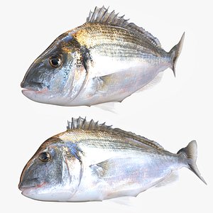 Bream Fish Dorade Royale Nature Fish Flagfish SALMON