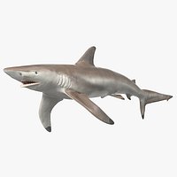 Realistic Spinner Shark Rigged