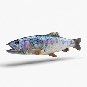 rainbow trout 3D model