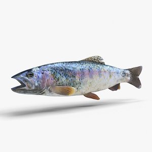 Rainbow Trout