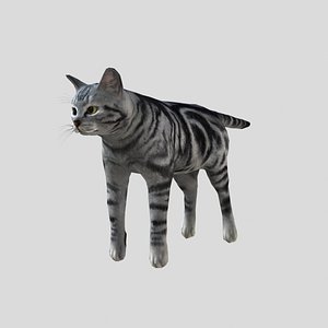 Cat American Shorthair 3D model