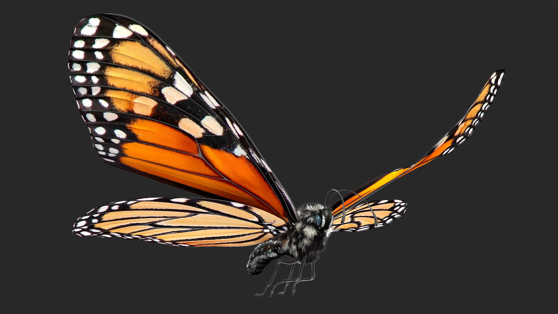 Animated Flight Monarch Butterfly Fur Rigged 3D model preview