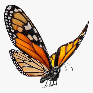 Animated Flight Monarch Butterfly Fur Rigged