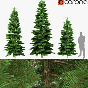 Spruce tree 3D model