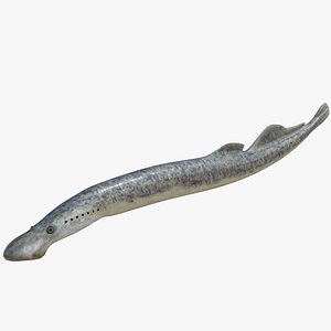 Sea Lamprey