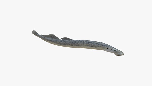 modelo 3d Lamprea marina - TurboSquid 2285764