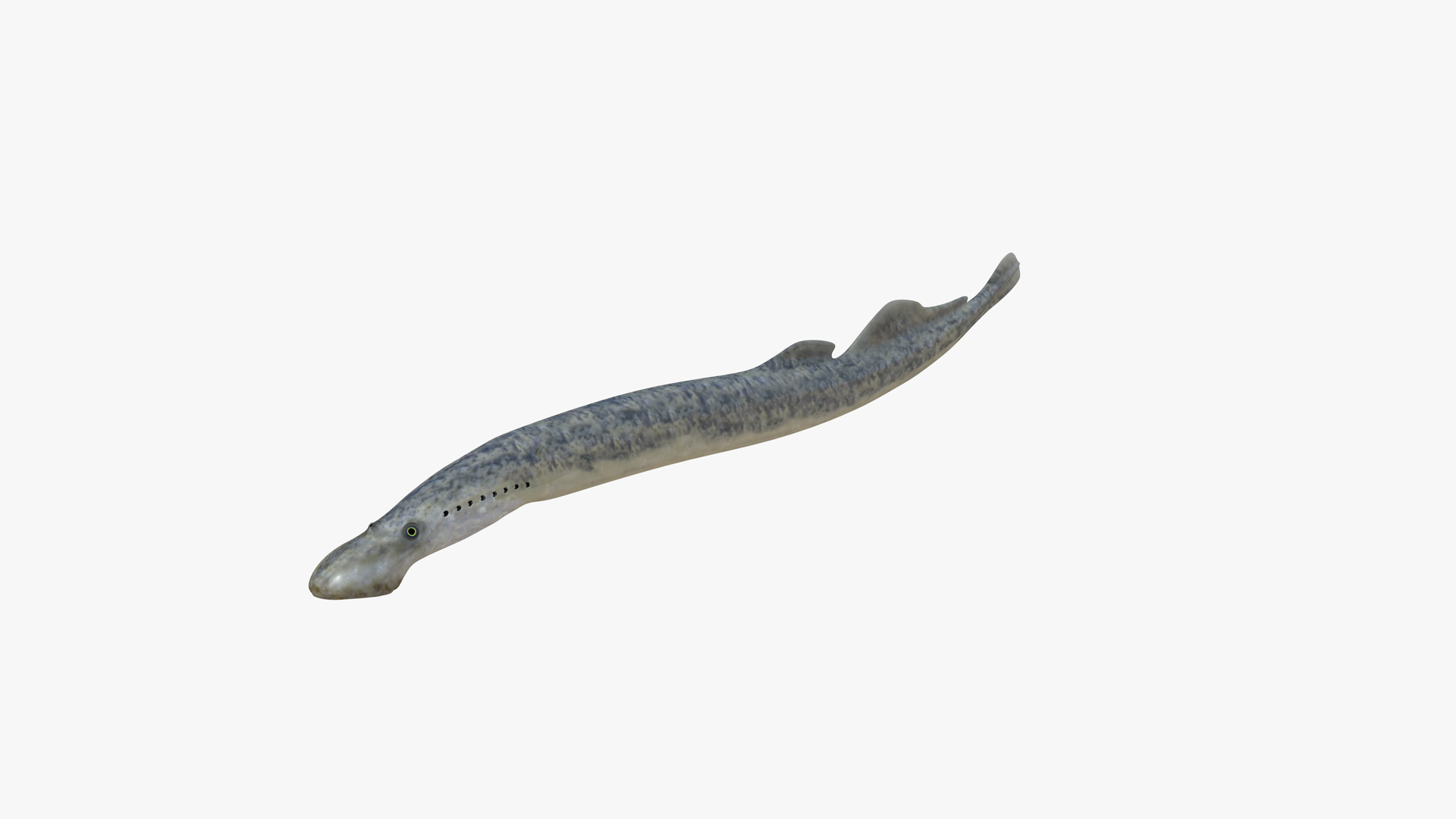 Sea Lamprey 3D Model - TurboSquid 2285764