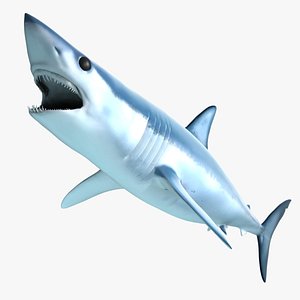 Mako Shark (Animated)