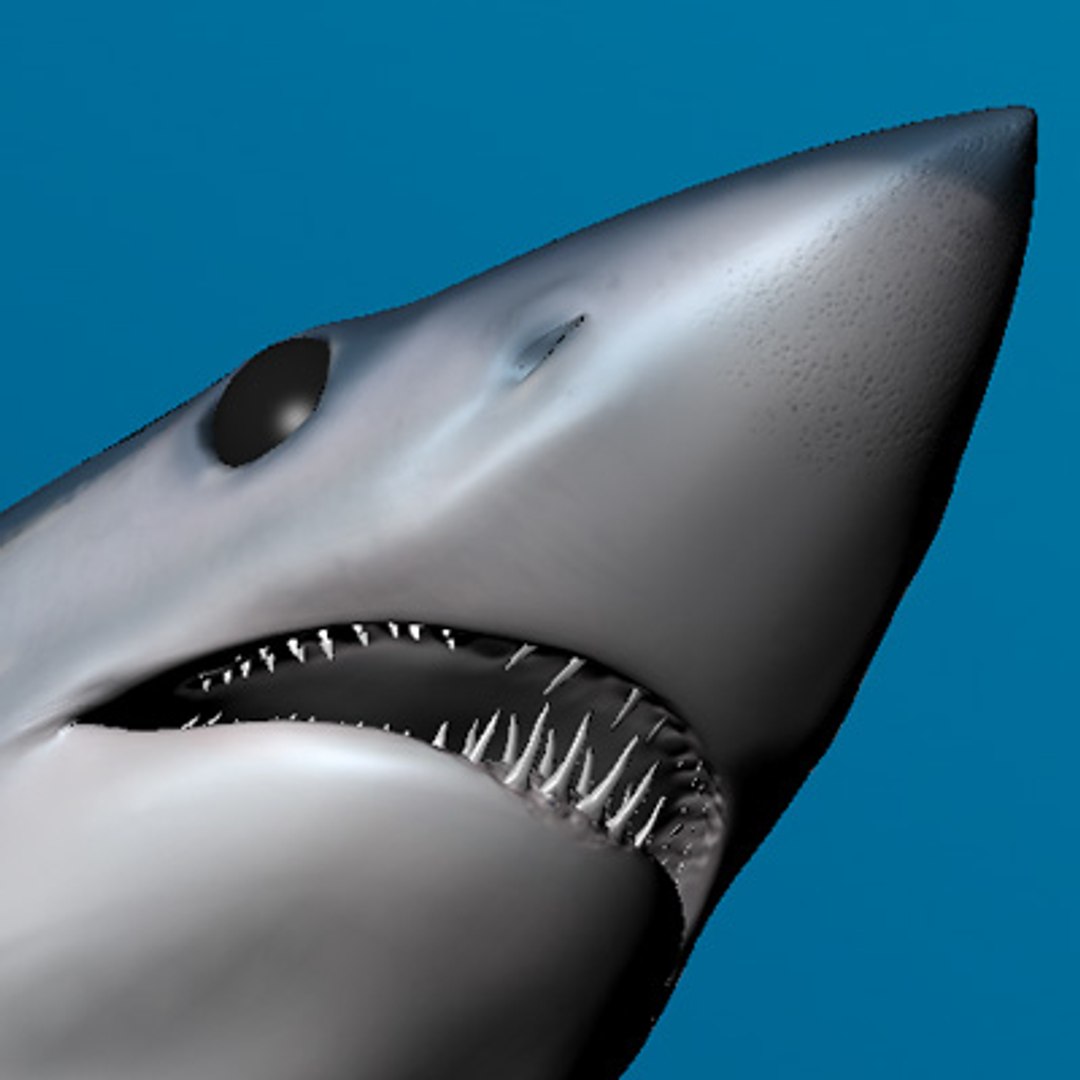 Maya Shark Animation