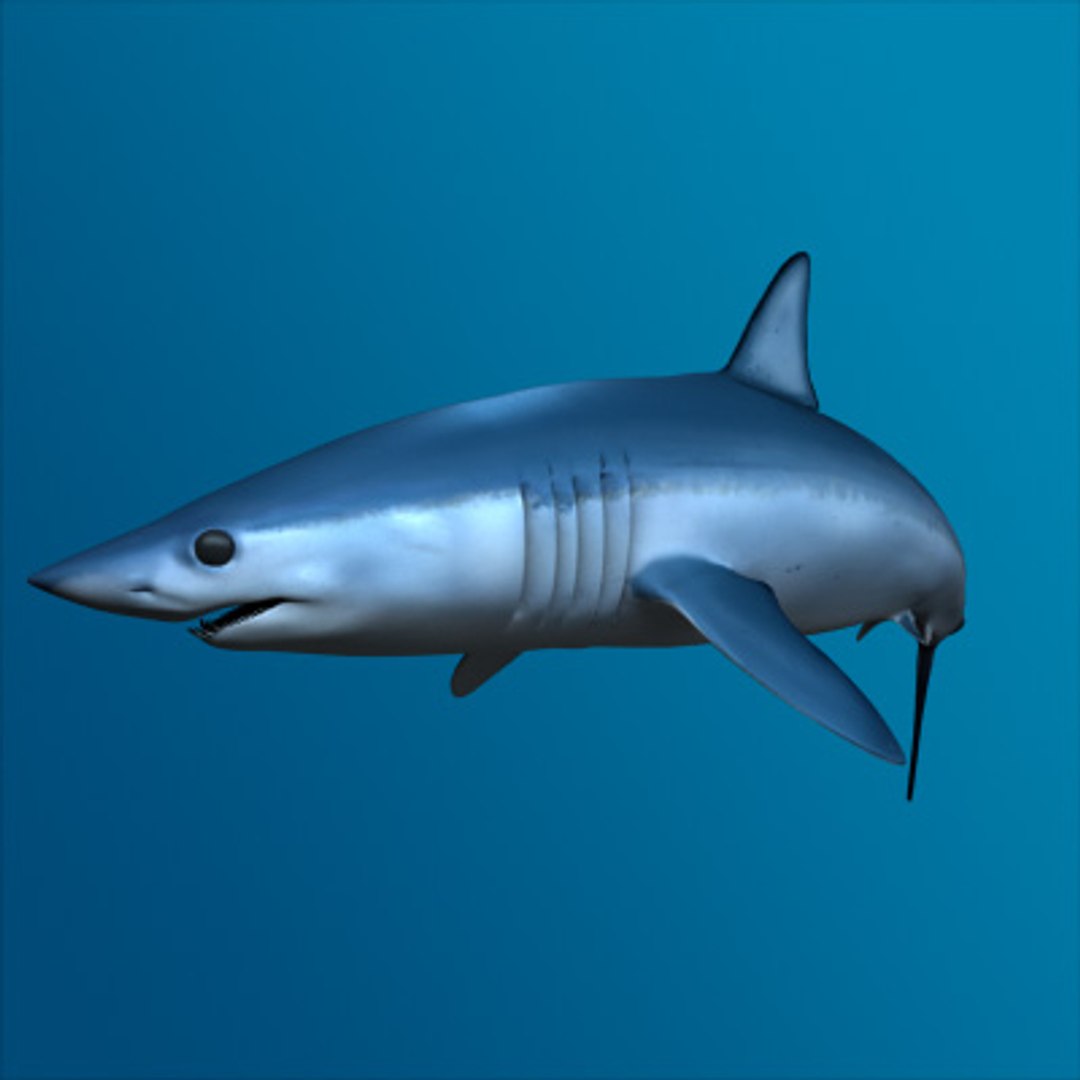 Maya Shark Animation