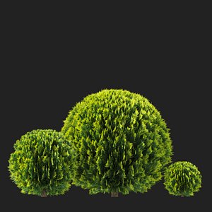 Thuja orientalis aurea ball 3D model