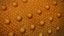 HQ Leopard Gecko Orange