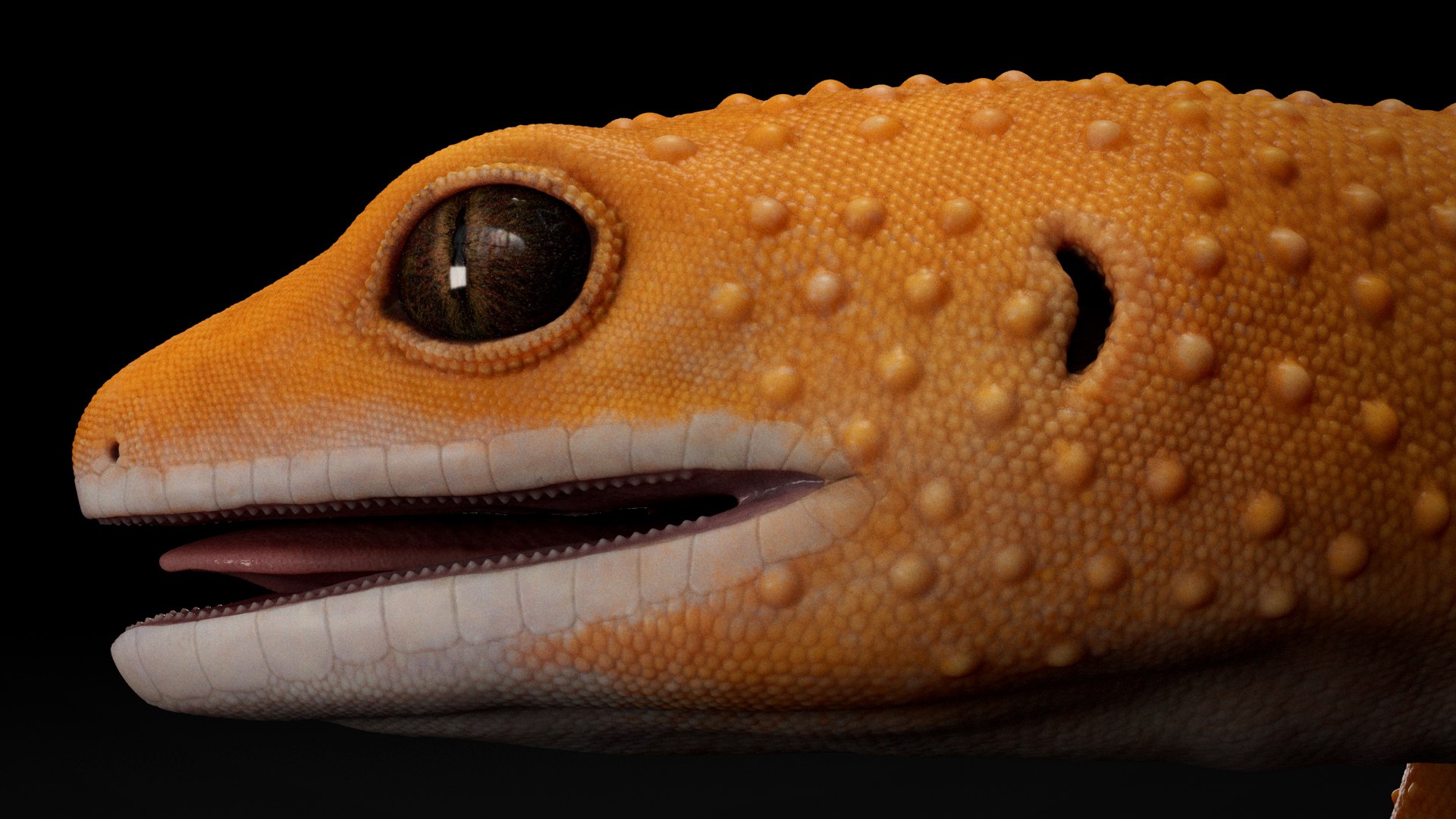 3D HQ Leopard Gecko Orange model https://p.turbosquid.com/ts-thumb/wM/RhLj7X/Cf/s4copy/jpg/1754844687/1920x1080/fit_q87/2135ef720163c697165f0182b9ca6941541f4925/s4copy.jpg