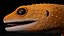 HQ Leopard Gecko Orange