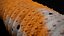 HQ Leopard Gecko Orange