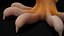 HQ Leopard Gecko Orange