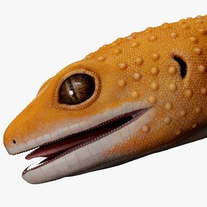 3D HQ Leopard Gecko Orange model