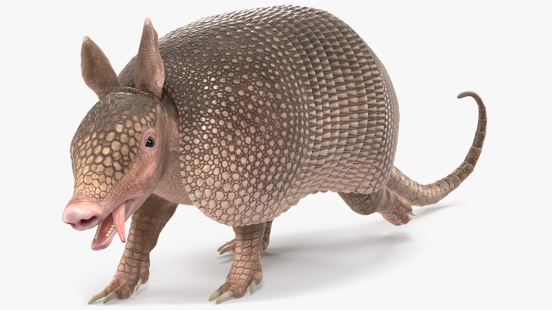 Armadillo Pink Rigged 3D model preview