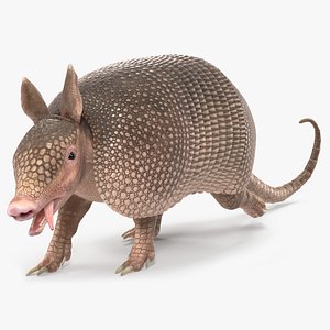 Armadillo Pink Rigged