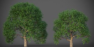 3D model XfrogPlants California Live Oak - Quercus Agrifolia
