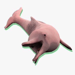 Brazilian Pink Boto