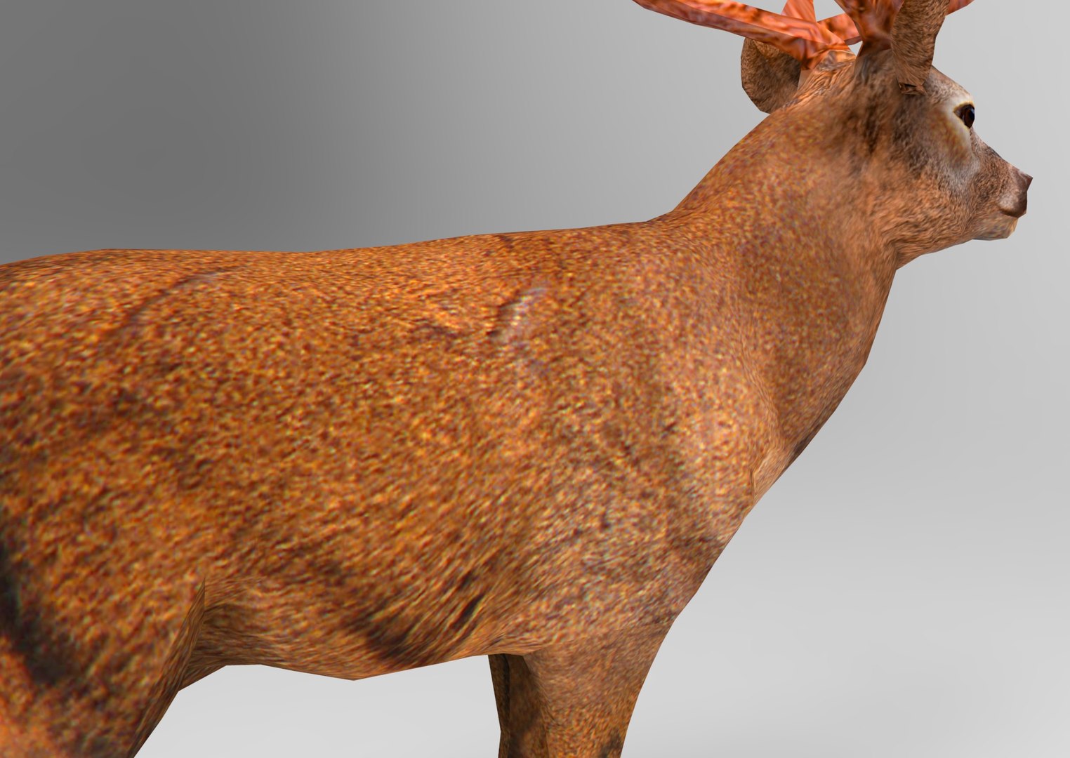 deer ready obj https://p.turbosquid.com/ts-thumb/wM/aL0FFm/CfET9p7Z/deer.631/jpg/1476019548/1920x1080/fit_q87/216033caa6c6e3678efb55a78ddd1d880b799868/deer.631.jpg
