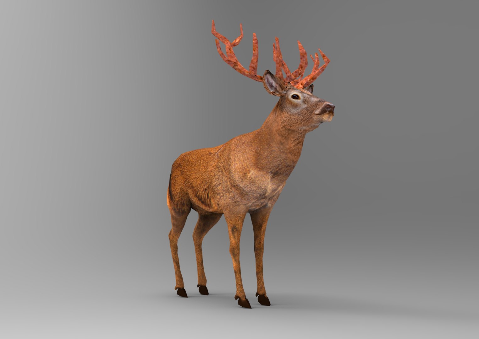 deer ready obj https://p.turbosquid.com/ts-thumb/wM/aL0FFm/MxlJLJdw/deer.625/jpg/1476019098/1920x1080/fit_q87/67e23dd4b10a40202612cb3303a749f94b6c79b3/deer.625.jpg