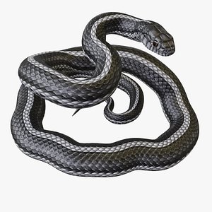3D model Black White Snake - Rigged