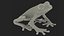 Red-Eyed Tree Frog