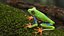 Red-Eyed Tree Frog