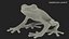 Red-Eyed Tree Frog