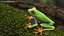 Red-Eyed Tree Frog