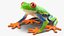 Red-Eyed Tree Frog