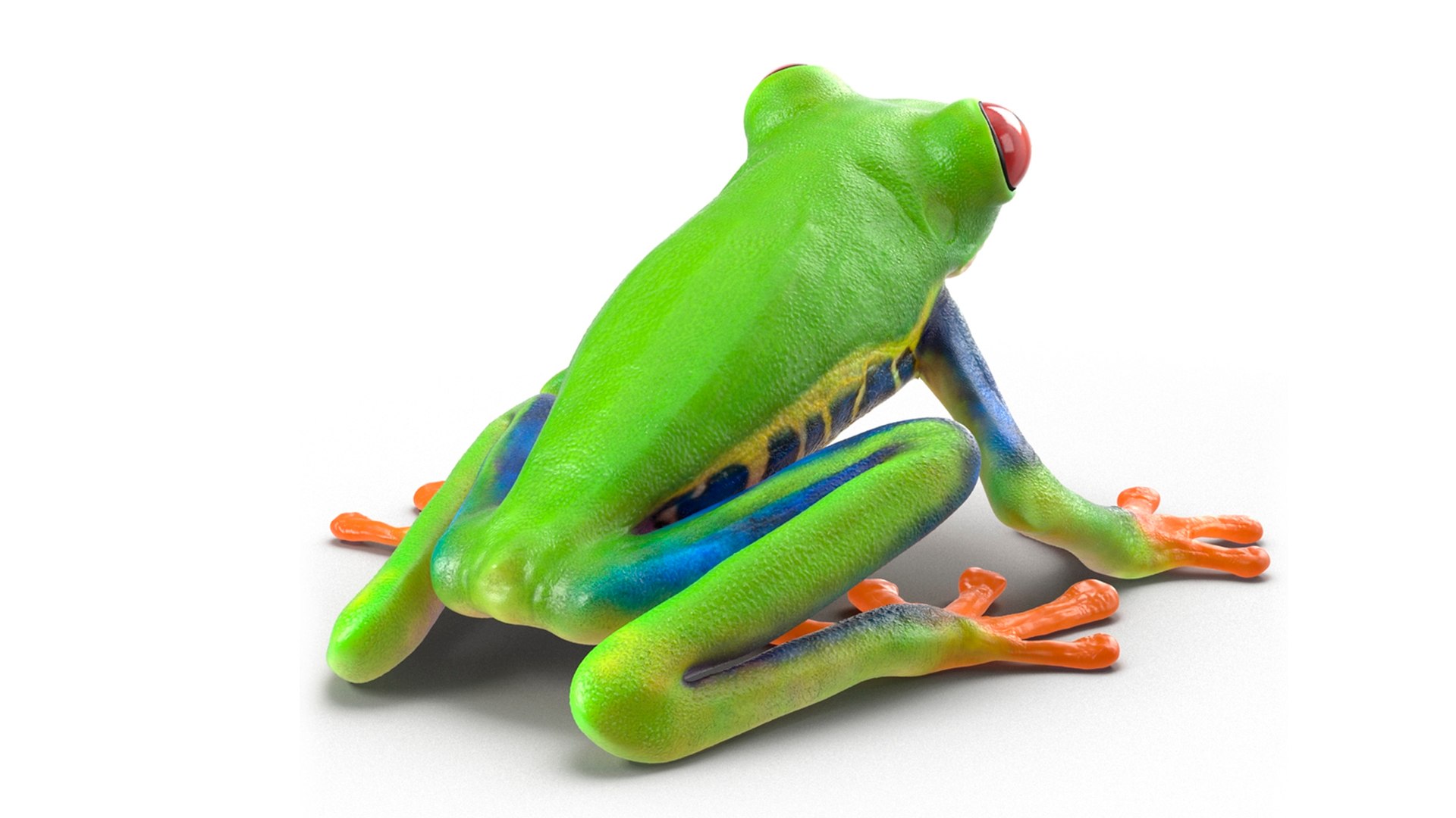 Red-Eyed Tree Frog 3D Model - TurboSquid 2271138