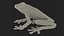 Red-Eyed Tree Frog