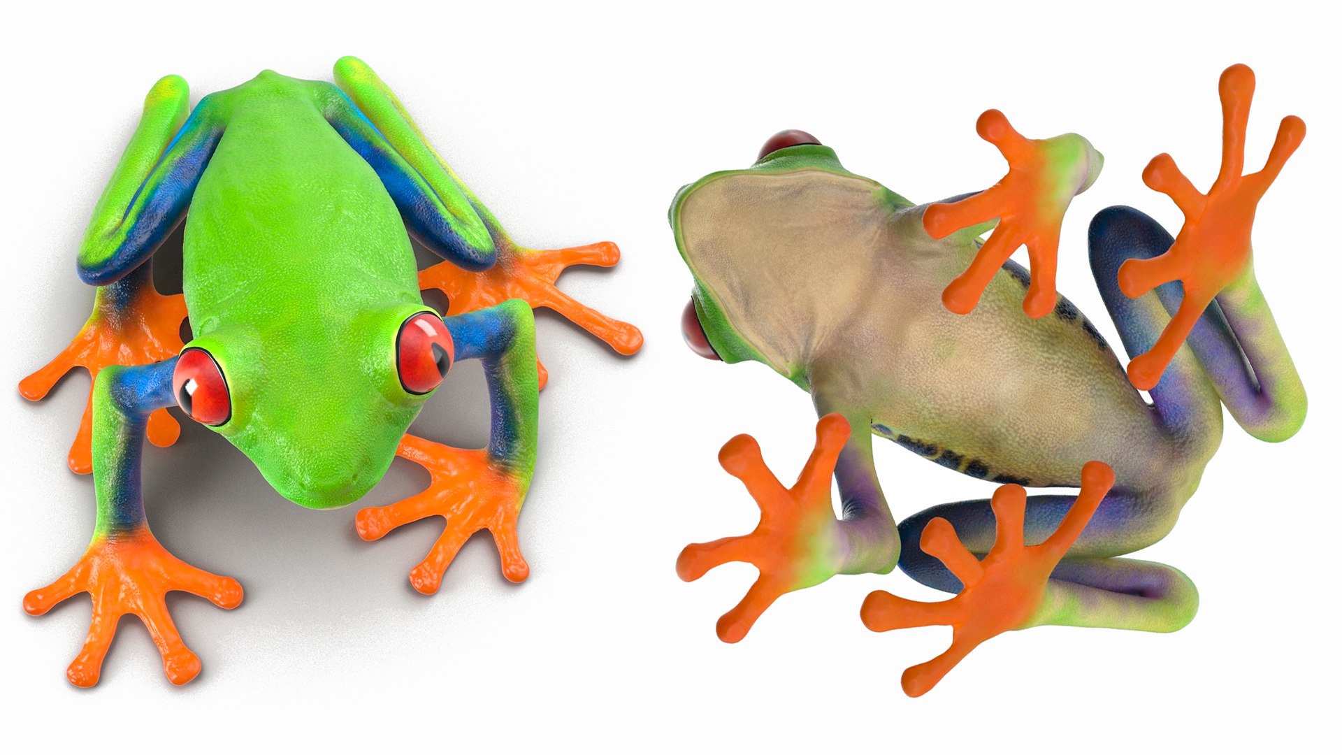 Red-Eyed Tree Frog 3D model https://p.turbosquid.com/ts-thumb/wM/iNlVCg/Io/redeyedtreefrogc4dmodel010/jpg/1724309311/1920x1080/fit_q87/7f9caa30c8eed39884003a50c55e89a35043ec1f/redeyedtreefrogc4dmodel010.jpg