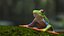 Red-Eyed Tree Frog