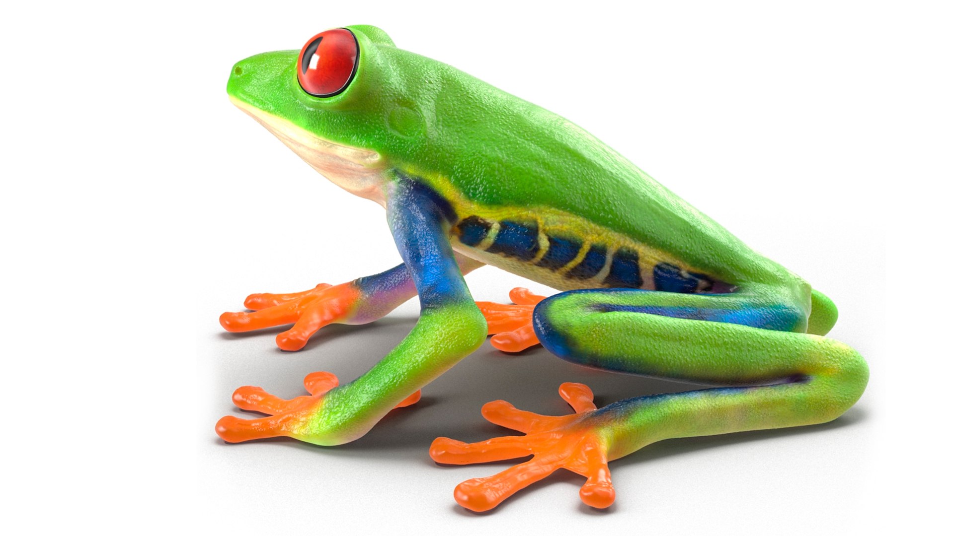 Red-Eyed Tree Frog 3D model https://p.turbosquid.com/ts-thumb/wM/iNlVCg/cZ/redeyedtreefrogc4dmodel012/jpg/1724309323/1920x1080/fit_q87/267006075f321b707880067e9cfb493a3d80c9d4/redeyedtreefrogc4dmodel012.jpg