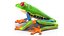 Red-Eyed Tree Frog